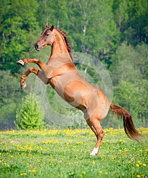 Beautiful red horse rearing up at sunset in summer