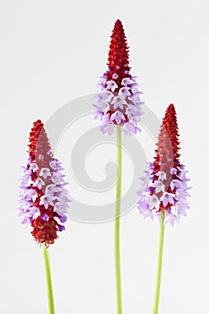 Beautiful red hot poker primroses, primula vialii