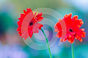 Beautiful red hybrid Gerbera or Barberton daisy flowers (Gerbera jamesonii hybrida) on the flowerbed. Gerbera jamesonii, also know