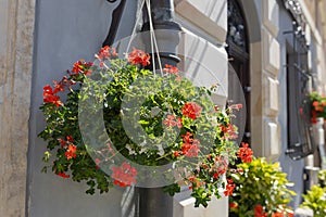 Beautiful red hybrid ivy-leaf geranium flowers Pelargonium peltatum on flowerbed. Terrace with flowers in pots.