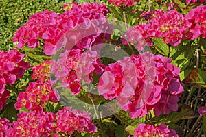 beautiful red hydrangea in full bloom