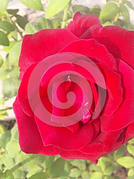 Beautiful red Indian rose capture in romantic morning.