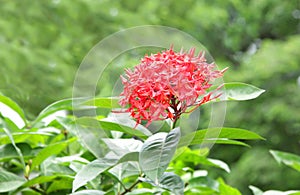 Beautiful Red Ixora flower