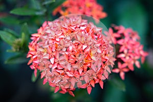 Beautiful red ixora flower in a garden