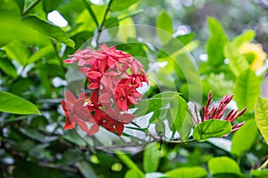 Beautiful red ixoras