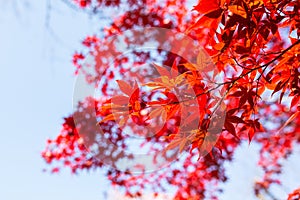 Beautiful Red Japanese maple tree leaves on autumn.