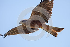 Beautiful red kite bird of prey in flight feeding on the wing.