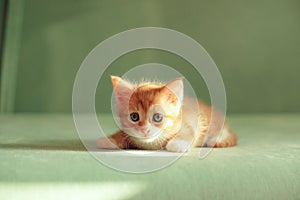 Beautiful red kitten lying on a green sofa