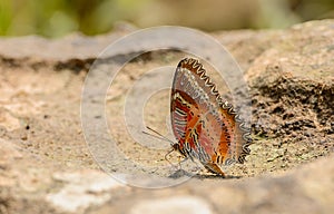 Beautiful Red Lacewing butterfly eat mineral in nature