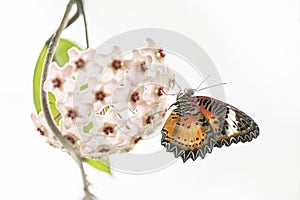 Beautiful the Red Lacewing Tropical butterfly Cethosia biblis on a beautiful white flower . Bright butterfly with orange wings