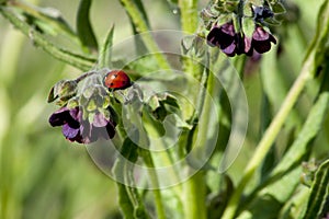 A beautiful and red ladybug climbing a purple flower up its green stem.