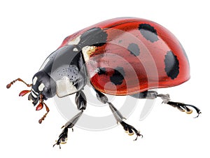 Beautiful red ladybug, isolated on transparent background.