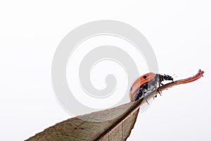 Beautiful red ladybug walking on a dry leaf