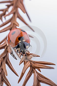 Beautiful red ladybug walking on a dry leaf