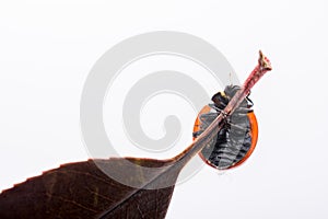 Beautiful red ladybug walking on a dry leaf
