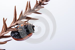 Beautiful red ladybug walking on a dry leaf