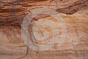 Beautiful red layered Sandstone cliff texture surface with tree roots