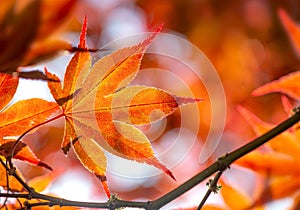 beautiful red leaf of a japanese maple tree in sunny light