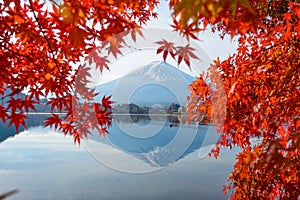 Beautiful red leaf maple tree with Mt.Fuji at Japan in Autumn