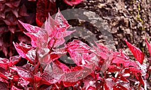 Beautiful red leaf plants in the kodaikanal bryant park.