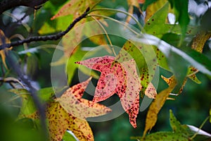 Beautiful red leaf on a tree