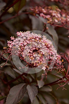 Beautiful red leaf tree texture with blooming flowers