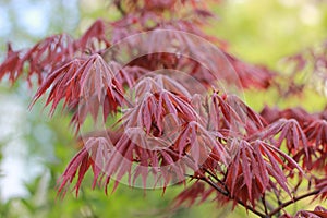 Beautiful red leafs plant