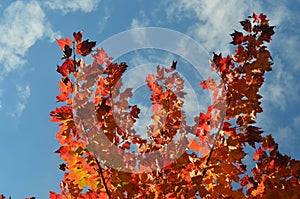 Beautiful red leaves against a blue sky in New England