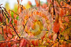 Beautiful red leaves on bright autumn day