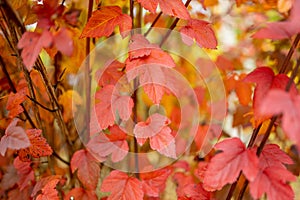 Beautiful red leaves on bright autumn day