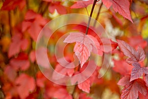 Beautiful red leaves on bright autumn day