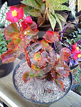 Beautiful red leaves and flowers in pots