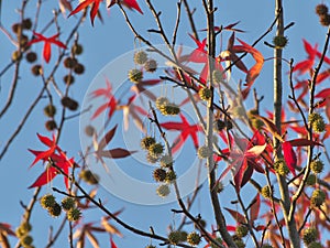Beautiful red leaves and fruits of American sweetgum, Liquidambar styraciflua,American storax,ha photo