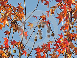 Beautiful red leaves and fruits of American sweetgum, Liquidambar styraciflua,American storax,ha photo