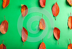 Beautiful red leaves on green paper. Abstract autumn background.