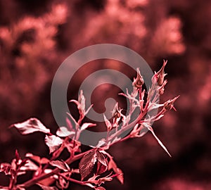 Beautiful red leaves on a rose bush in the garden. Selective focus