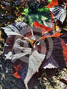 Beautiful red leaves in spring under the scorching sun