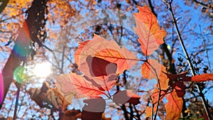Beautiful red leaves of young oak swaying in wind against blue sky in forest