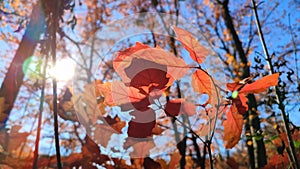 Beautiful red leaves of young oak swaying in wind against blue sky inforest