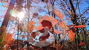 Beautiful red leaves of young oak swaying in wind against blue sky inforest