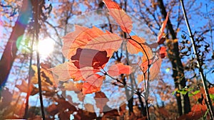 Beautiful red leaves of young oak swaying in wind against blue sky inforest