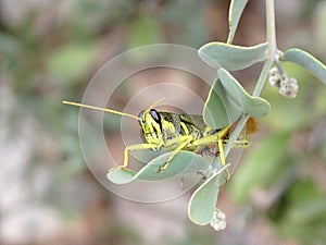 Beautiful Red Legged Grasshopper in Organ Pipe Cactus National Monument, Arizona, USA