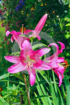 Beautiful red lilies