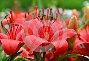 Beautiful red lily