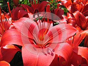 Beautiful red lily