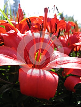 Beautiful red lily