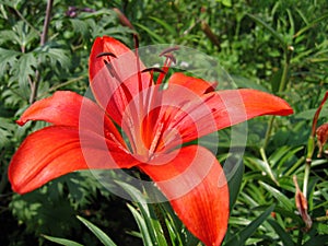 Beautiful red lily