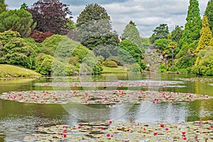 Beautiful red lily flowers in circles on the lake at Sheffield Park