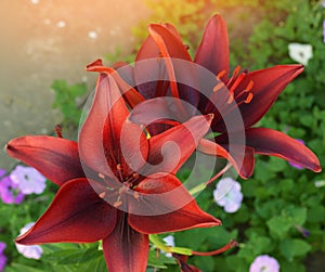 Beautiful red lily flowers in the garden. Nature wallpapers. summer or spring flower