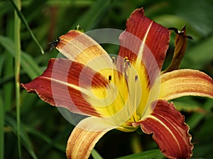 Beautiful red lily, photographed in a small garden. photo